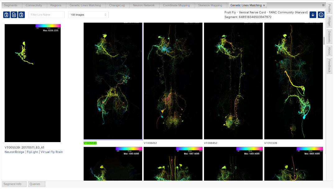 Map neurons to color-coded images to search for matches in large genetic line collections